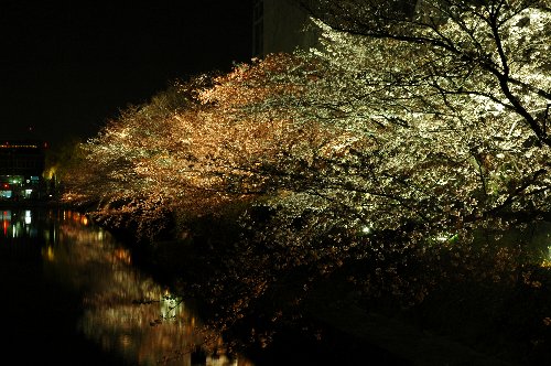 DSC_0120夜桜.jpg